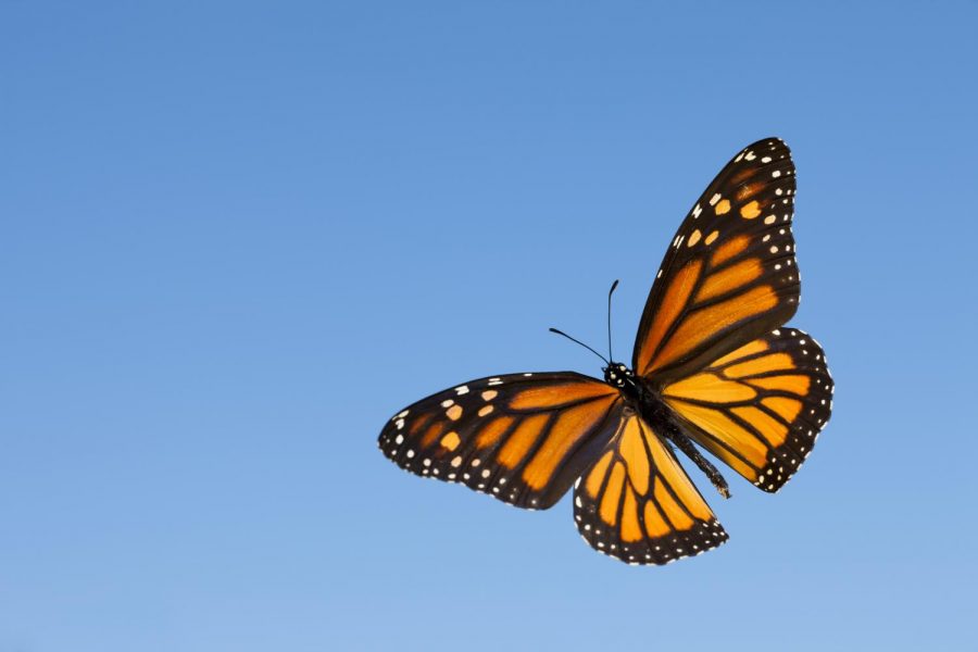 Volunteers, Donors Needed to Build Butterfly Garden