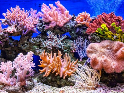 Take Steps to Save Coral; It Affects You More than You Know
