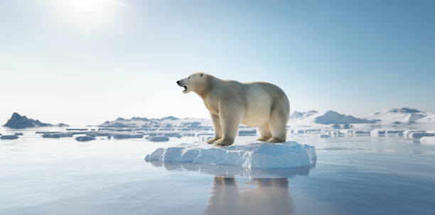 Polar+bear+on+ice+floe.+Melting+iceberg+and+global+warming.+Climate+change