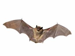 Science Mondays Presents: Bats In The Garden State