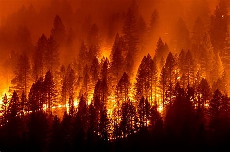 You Can Help Wildfire Survivors