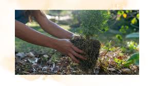 Here's How To Transfer Potted Plants